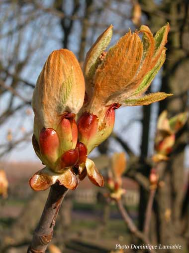 Bourgeon de printemps