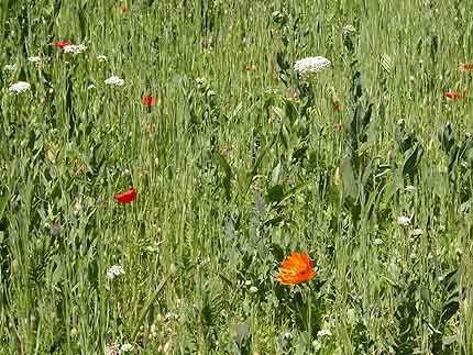 Tableau de verdure