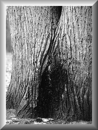 Fontaine au creux d'un arbre