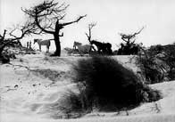 Chevaux, Camargue