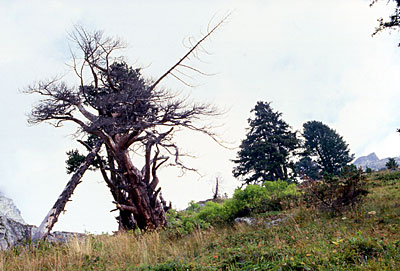 Arbres dans l'Orgère