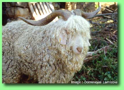 Bouc angora