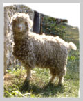 Chèvre angora