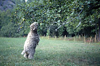 Bouc croquanr des pommes